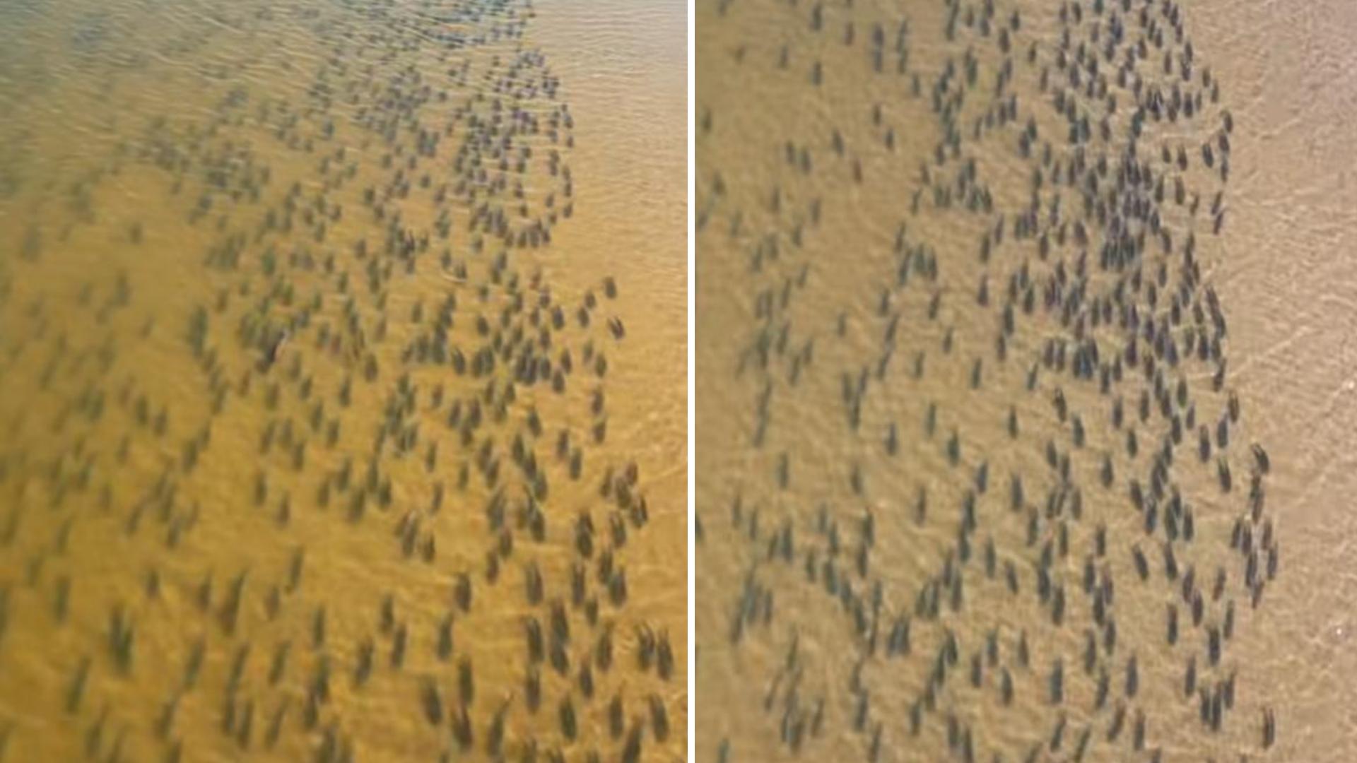 Cardume de peixes no Rio Araguaia viraliza e revela fenômeno natural