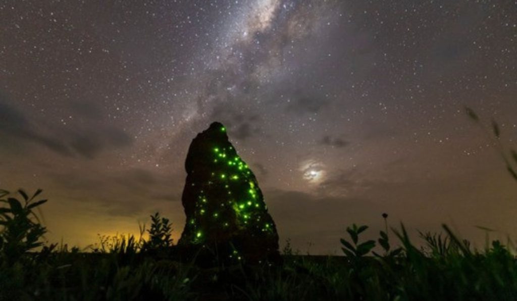 Por que os cupinzeiros do Parque das Emas brilham no escuro? Ciência explica