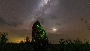 Por que os cupinzeiros do Parque das Emas brilham no escuro? Ciência explica