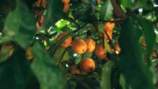 Fruta de nome complicado ajuda a controlar a pressão e acelera a cicatrização