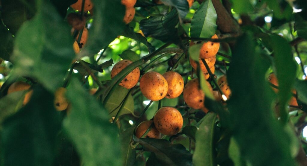 Fruta de nome complicado ajuda a controlar a pressão e acelera a cicatrização