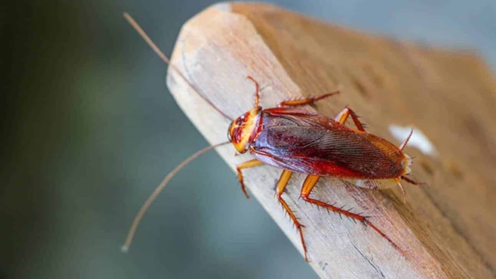 Identificar o cheiro de barata pode ser sinal de habilidade rara no corpo. Entenda