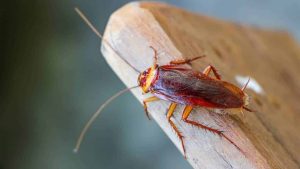 Como acabar de vez com as baratas na cozinha de forma simples