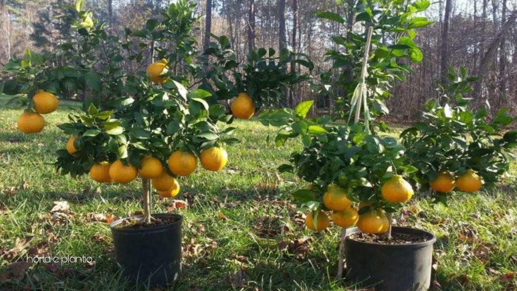 Coloque as cascas da mexerica no Sol e veja o que acontece