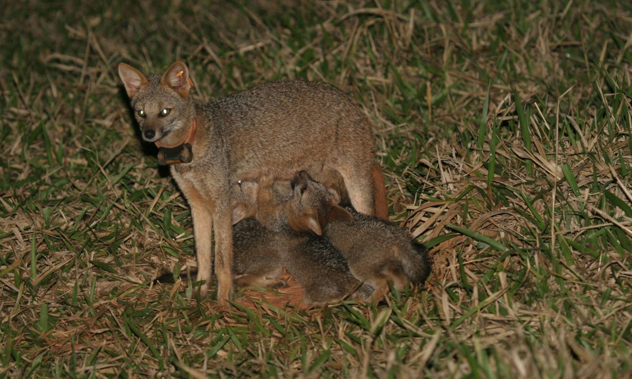 raposa-do-campo