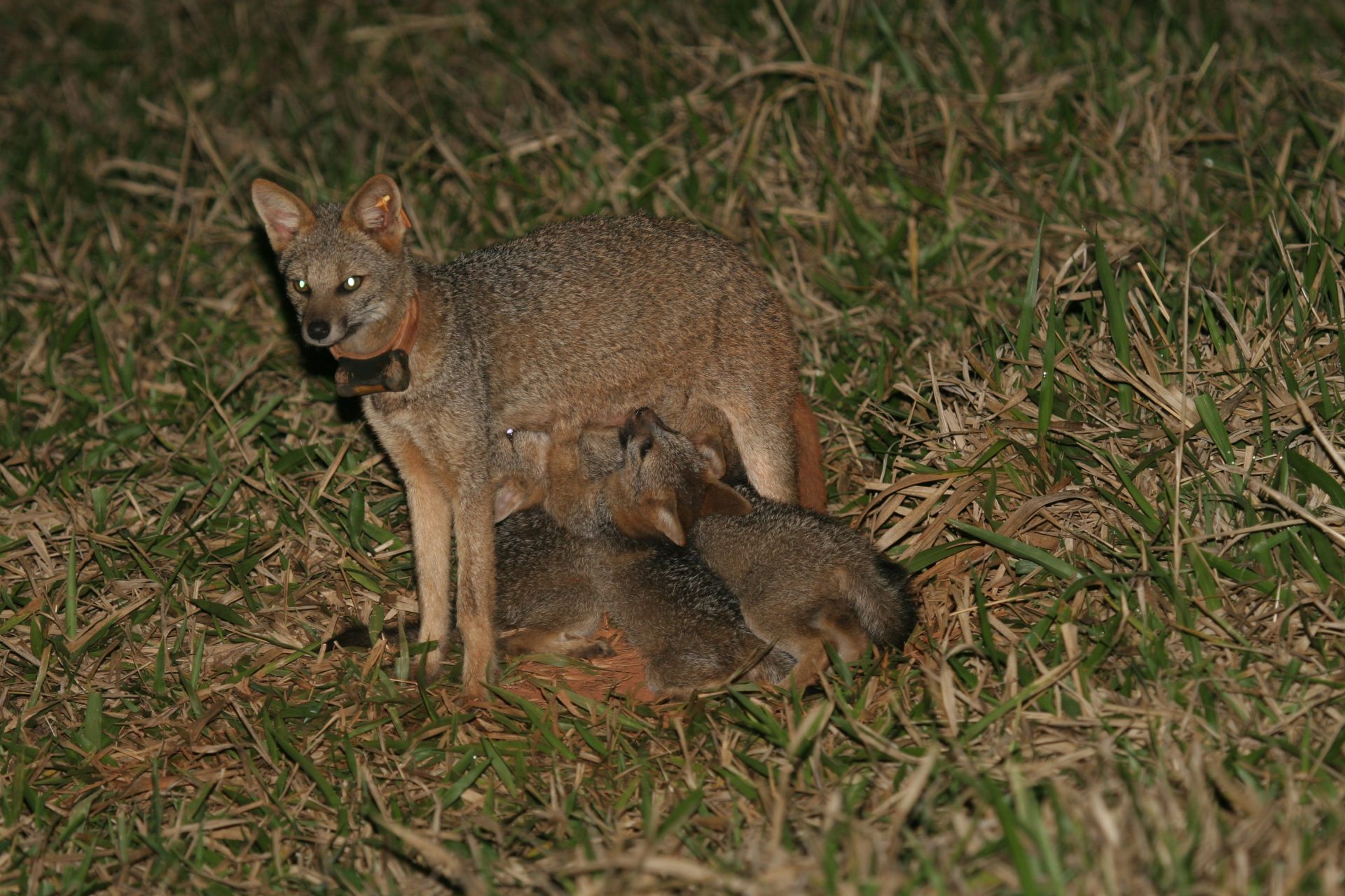 raposa-do-campo