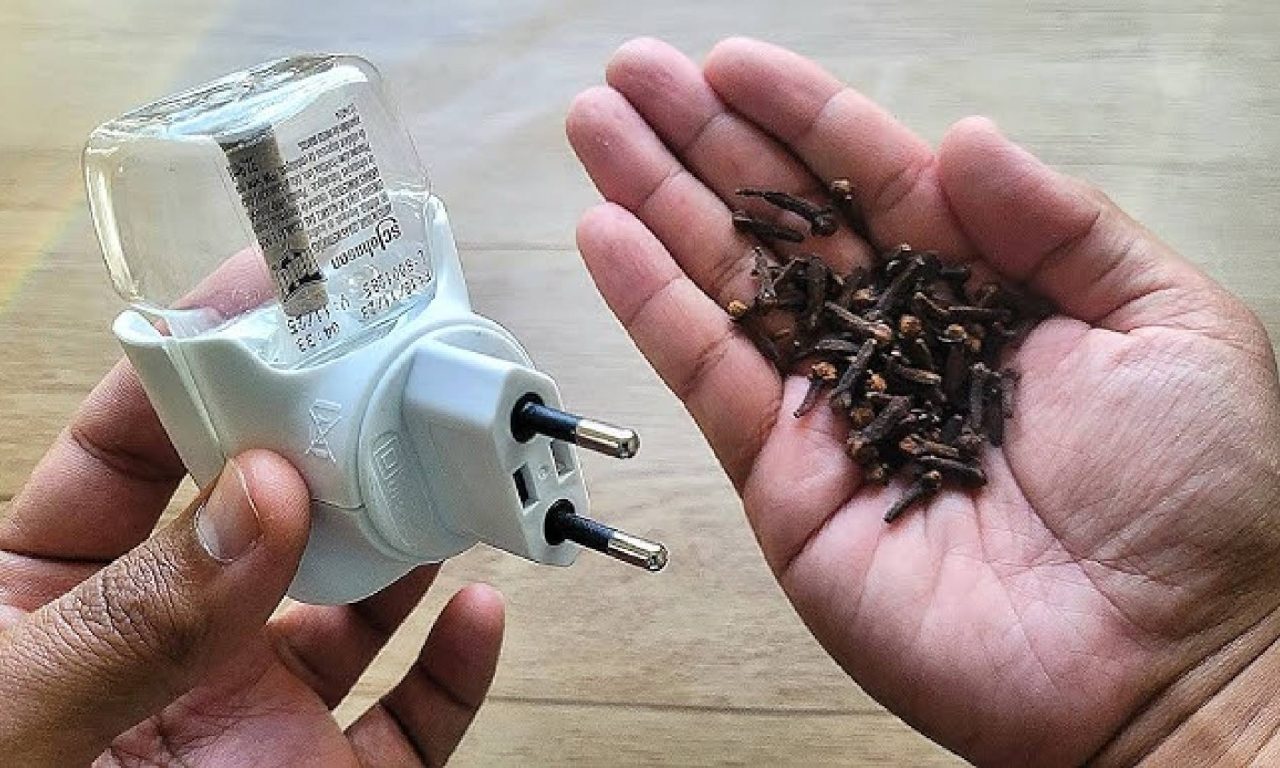 Métodos naturais e acessíveis para se livrar das aranhas em casa