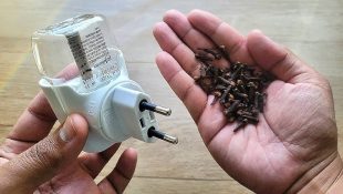 Métodos naturais e acessíveis para se livrar das aranhas em casa