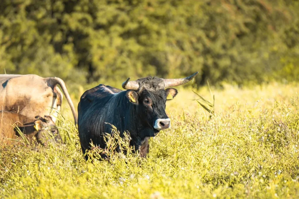 Espécie de vaca gigante extinta em 1627 é reintroduzida à natureza
