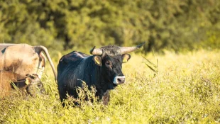 Espécie de vaca gigante extinta em 1627 é reintroduzida à natureza