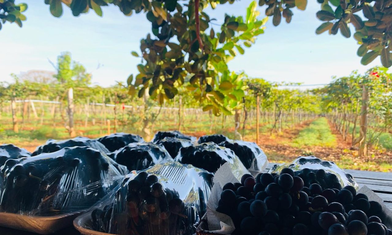 vinicola goiás
