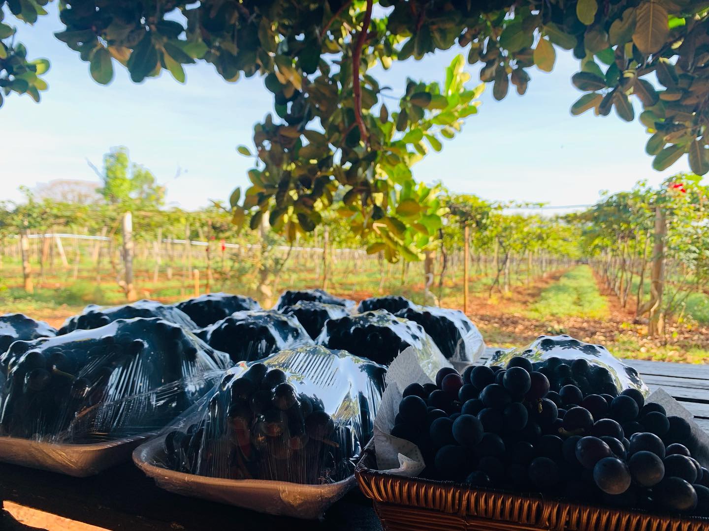 vinicola goiás
