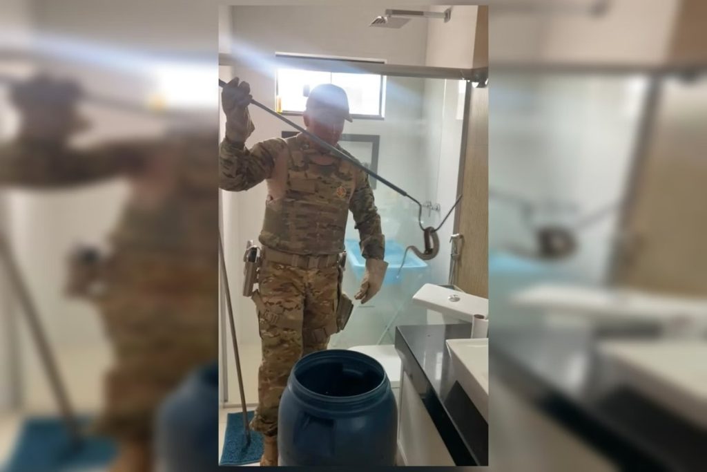 Jararaca é encontrada em um dos lugares mais perigosos de casa