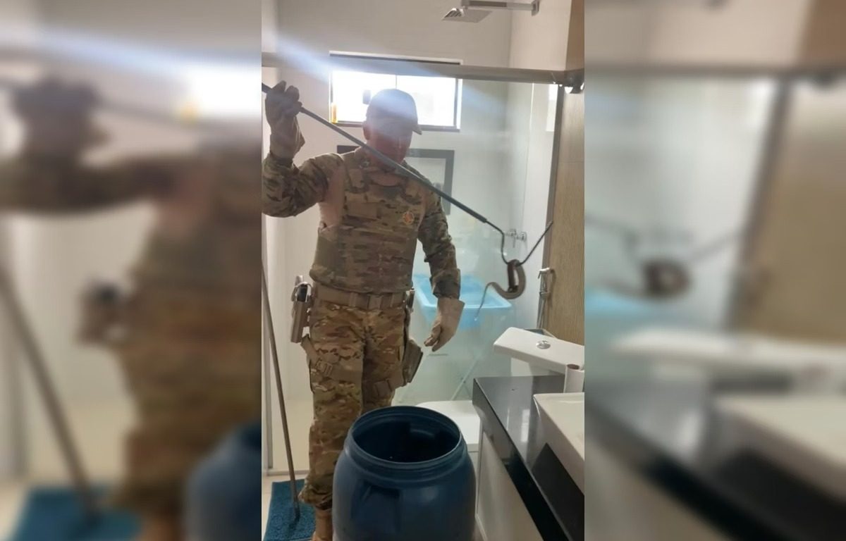 Jararaca é encontrada em um dos lugares mais perigosos de casa