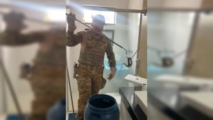 Jararaca é encontrada em um dos lugares mais perigosos de casa