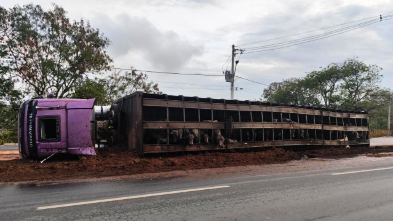 O que já se sabe sobre acidente de caminhão que transportava gado em Goiânia