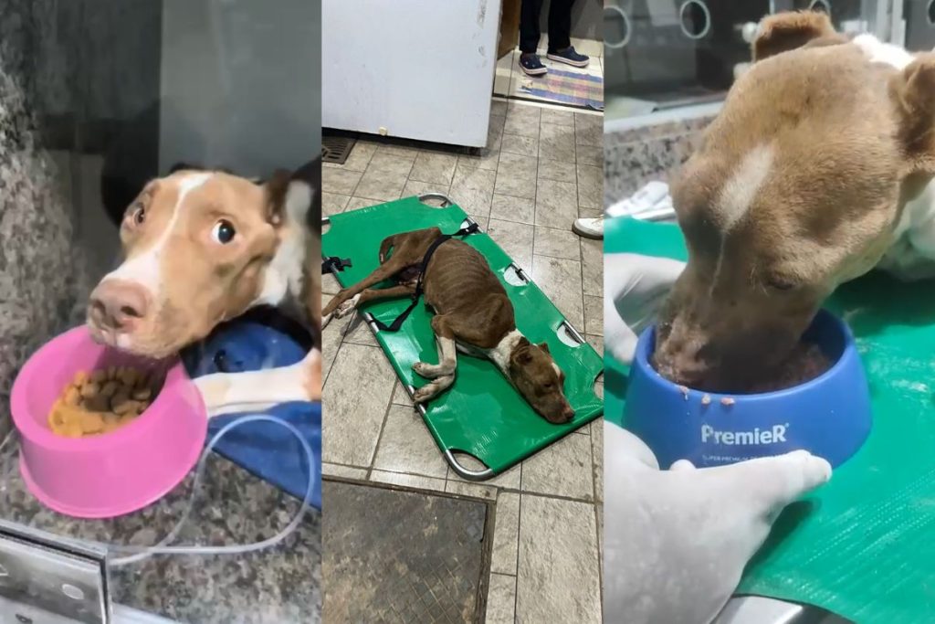 Pitbull morre após ser resgatada em Aparecida de Goiânia.