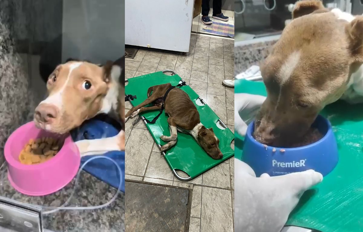 Pitbull morre após ser resgatada em Aparecida de Goiânia.