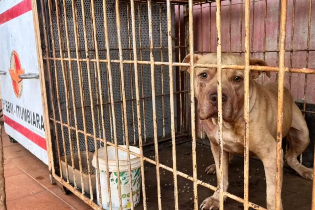 Mãe de menino que morreu após ataque de pitbull recebe perdão da Justiça em Goiás