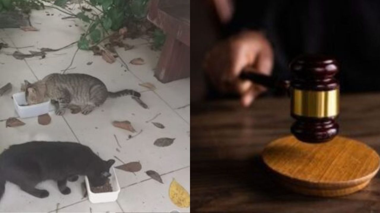 Justiça de Goiânia decide pela retirada de “gatos comunitários” de condomínio e moradoras prometem recorrer