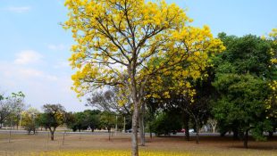 Ipê amarelo. (Foto: Divulgação/Gov BR)
