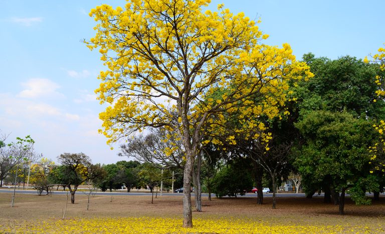 Ipê amarelo. (Foto: Divulgação/Gov BR)