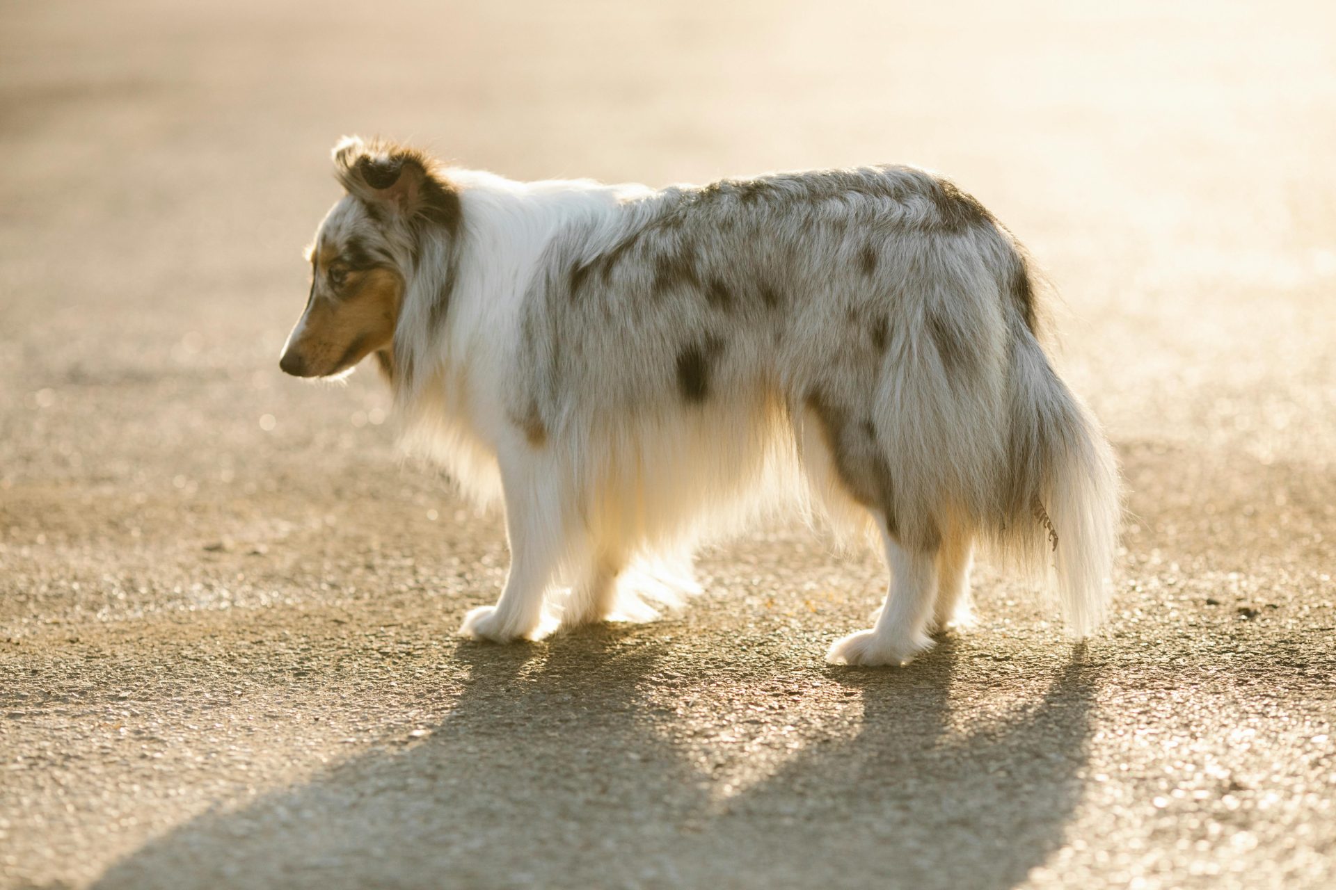 6 raças de cachorro que são as mais inteligentes, segundo a medicina veterinária
