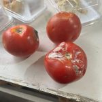 SaveClip.App_553783435_18074370212329109_1857209101557984437_n