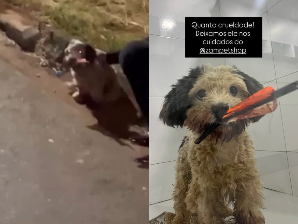 Cachorro foi encontrado com um virote perfurando a boca. (Foto: Reprodução)