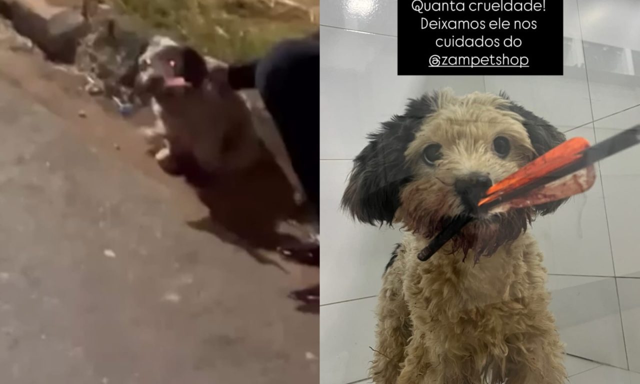 Cachorro foi encontrado com um virote perfurando a boca. (Foto: Reprodução)