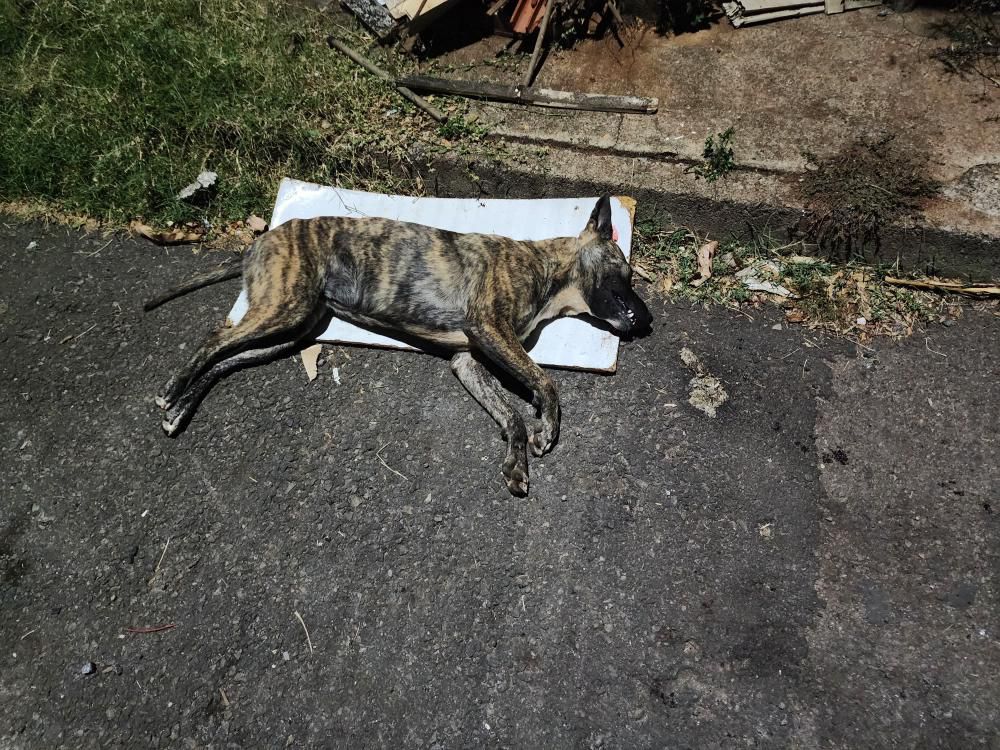 Motoqueiro atira e mata cachorro que correu atrás dele em Anápolis