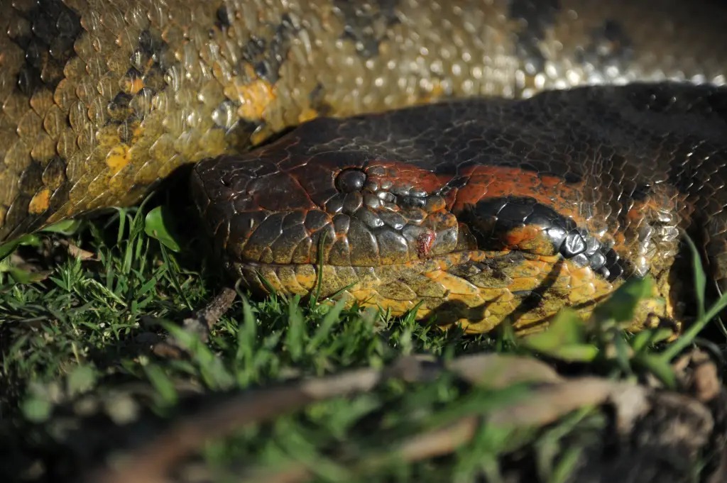 A maior cobra do planeta foi descoberta por pesquisadores e está no Brasil