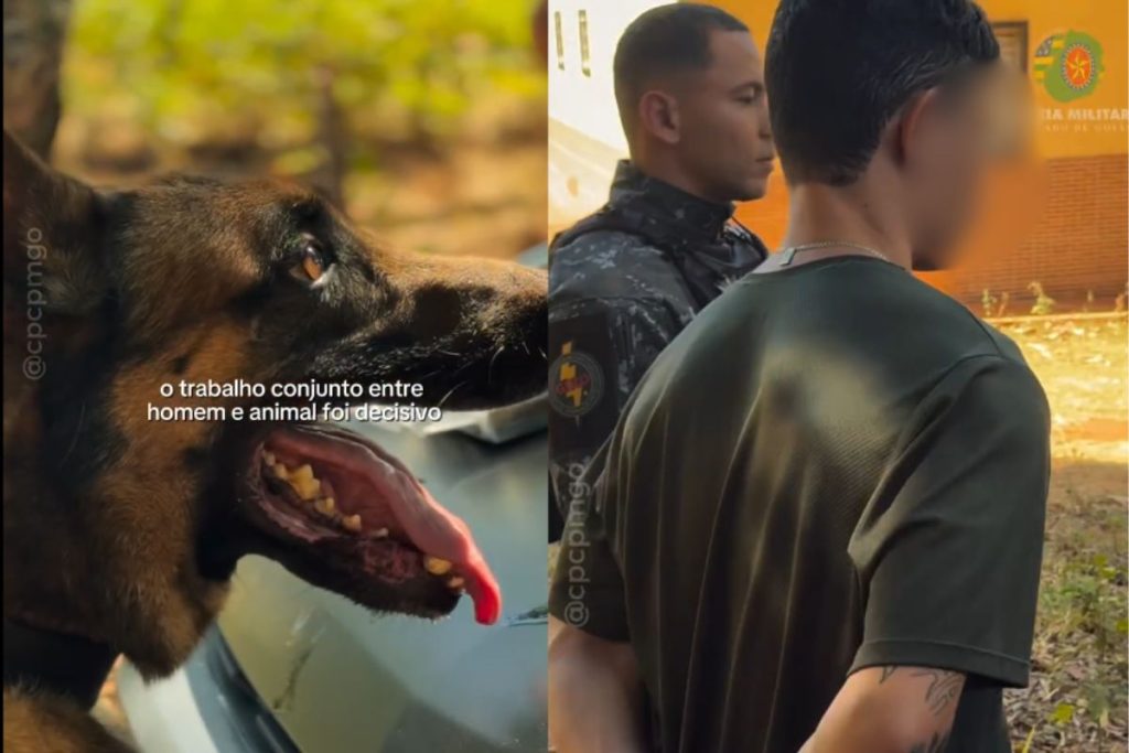 Homem é preso em Goiânia após atuação fundamental de cães farejadores da polícia
