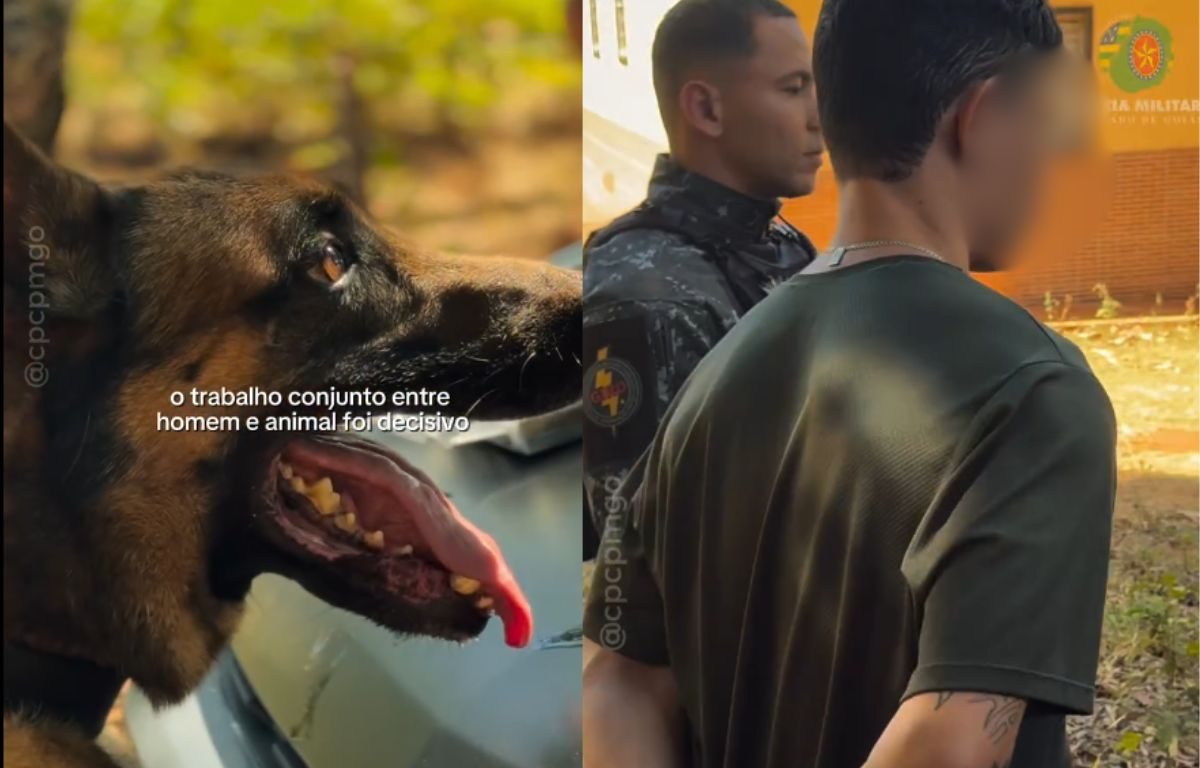 Homem é preso em Goiânia após atuação fundamental de cães farejadores da polícia