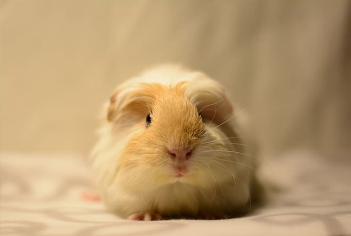 Os animais mais dóceis para ter dentro de casa, segundo veterinários