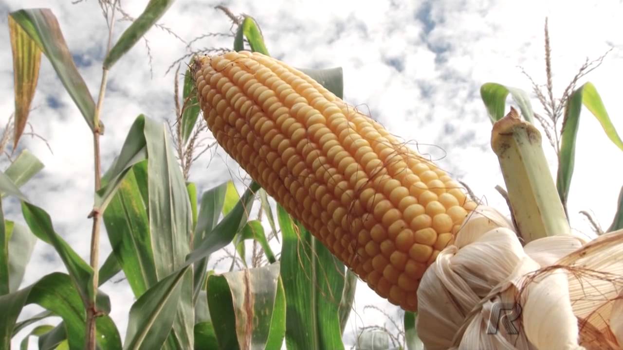 Planalto Bioenergia investirá R$ 1,2 bilhão na construção usina de etanol de milho em Cristalina