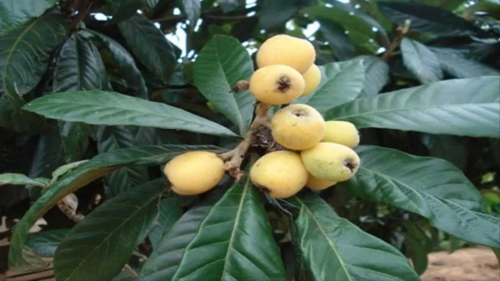 Nutricionistas revelam fruta que auxilia na regeneração do fígado e limpeza do corpo