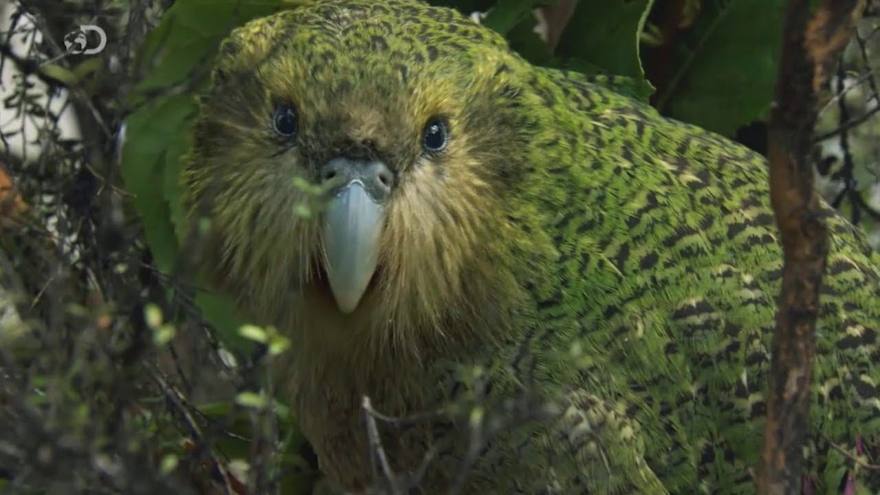A ave noturna que era considerada extinta e acabou de ressurgir na Austrália