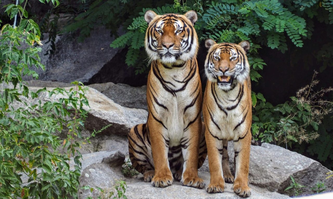Descubra qual é o seu animal de acordo com o mês de aniversário