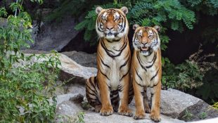 Descubra qual é o seu animal de acordo com o mês de aniversário