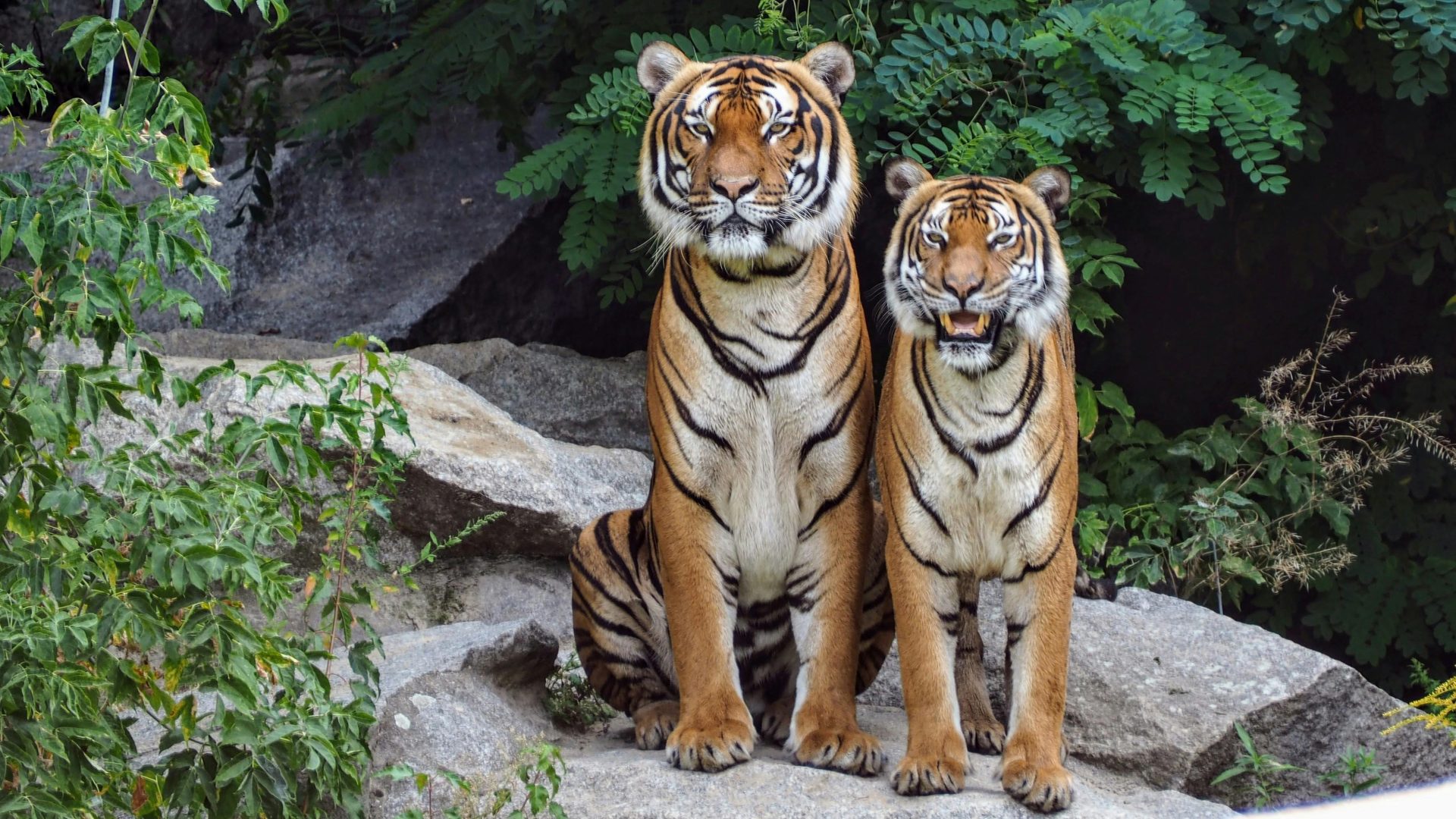 Descubra qual é o seu animal de acordo com o mês de aniversário
