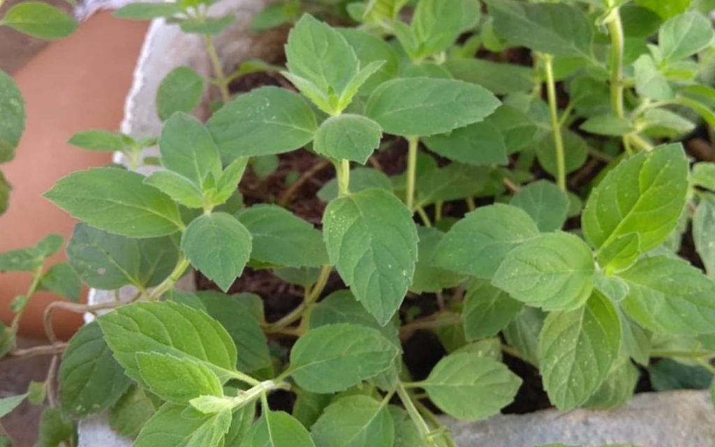A planta que repele baratas e pode ser encontrada até no supermercado