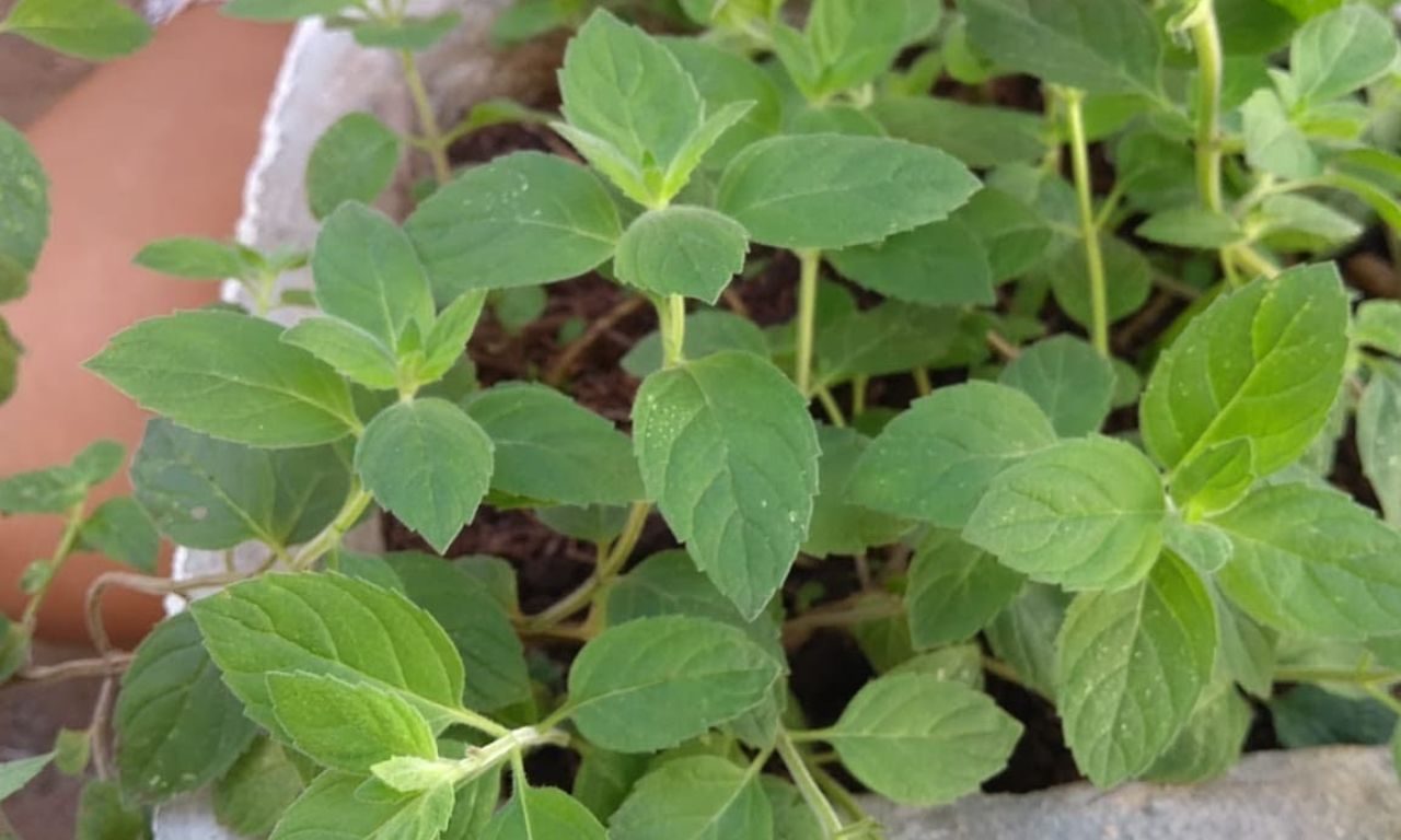 A planta que repele baratas e pode ser encontrada até no supermercado