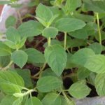A planta que repele baratas e pode ser encontrada até no supermercado