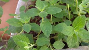 A planta que repele baratas e pode ser encontrada até no supermercado