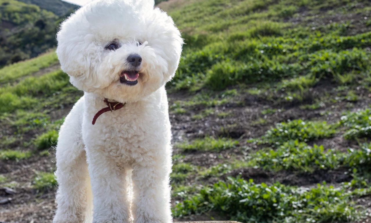 6 raças de cachorro que são as mais inteligentes, segundo a medicina veterinária