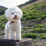 6 raças de cachorro que são as mais inteligentes, segundo a medicina veterinária