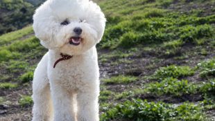 6 raças de cachorro que são as mais inteligentes, segundo a medicina veterinária