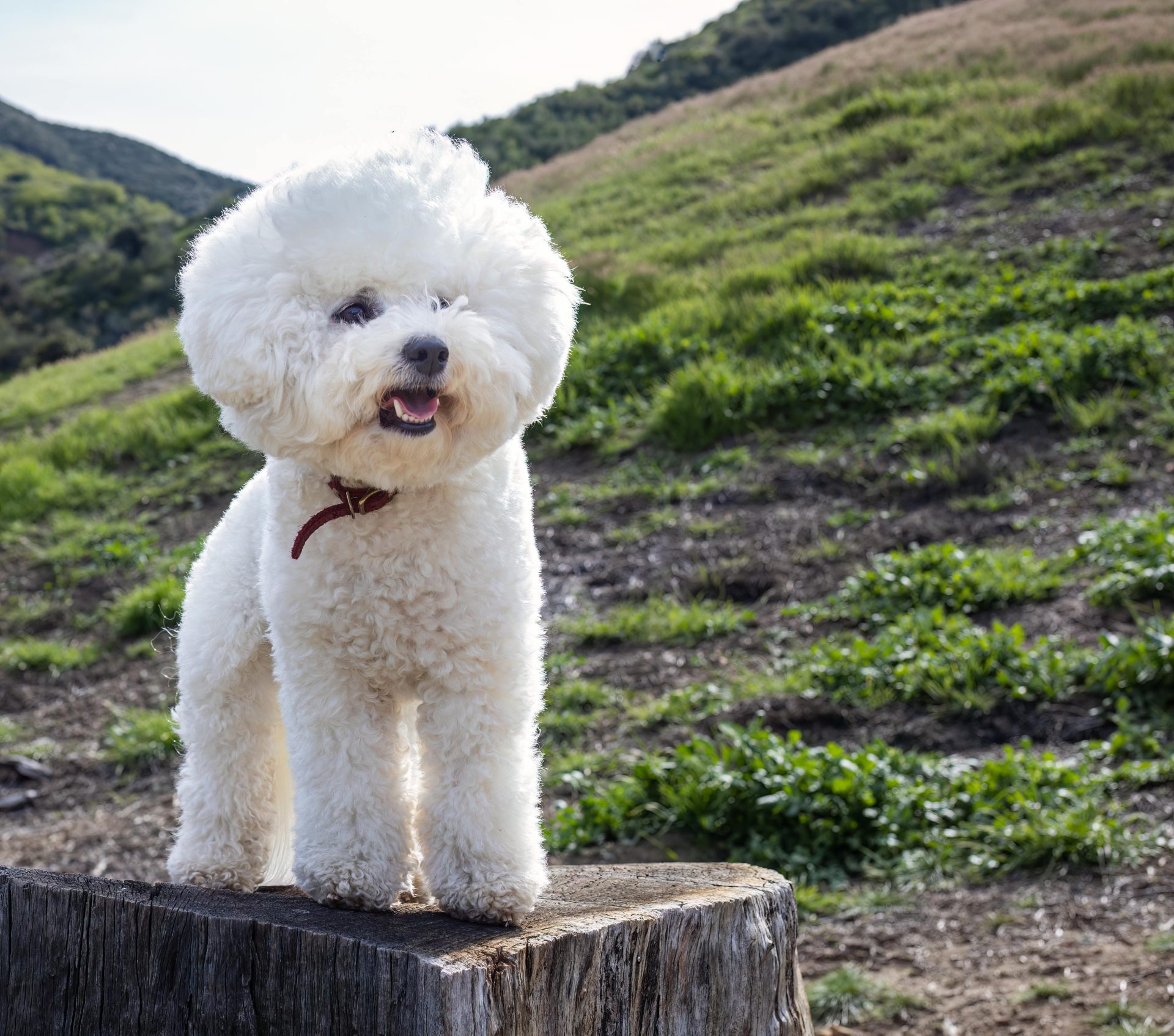 6 raças de cachorro que são as mais inteligentes, segundo a medicina veterinária