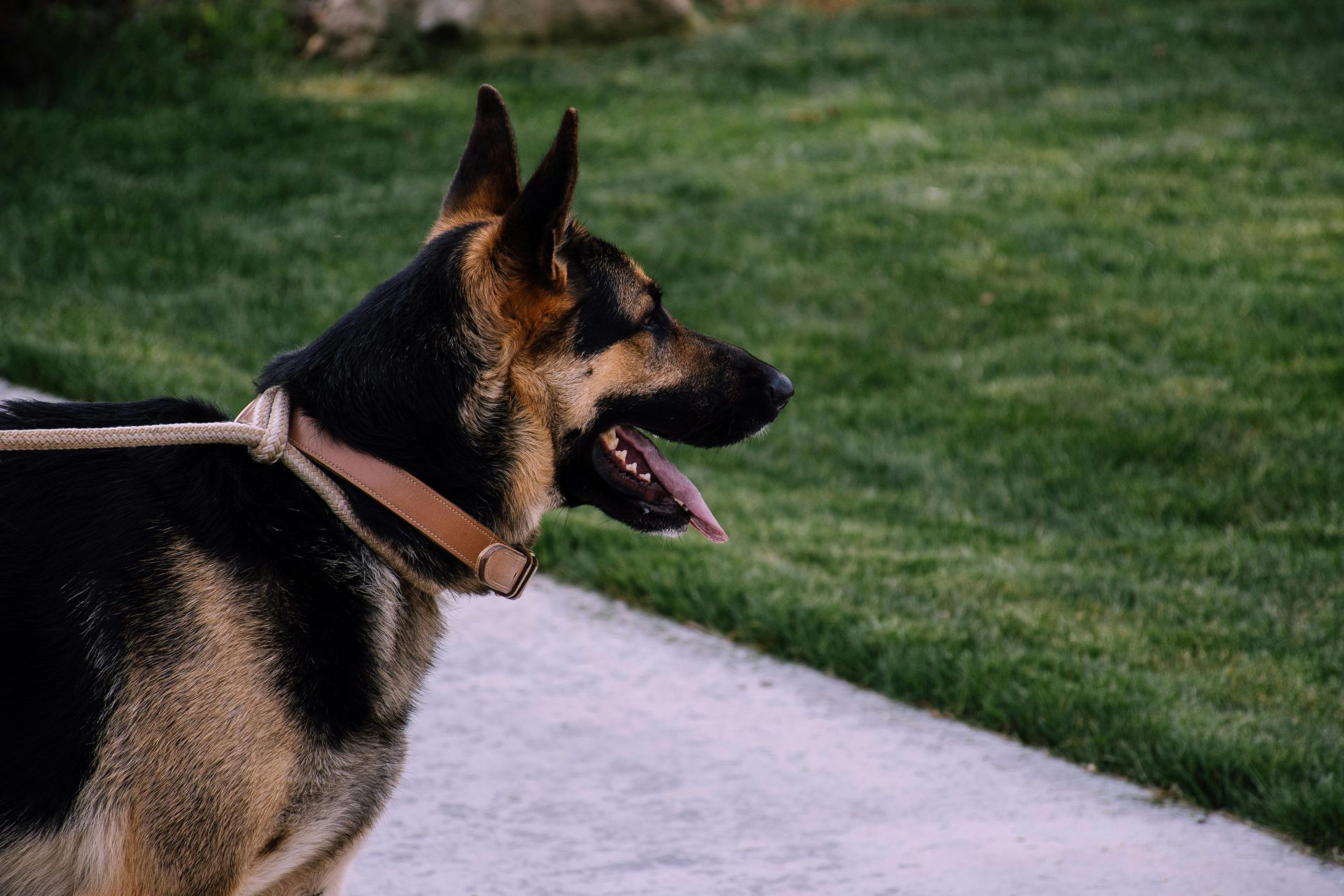 6 raças de cachorro que são as mais inteligentes, segundo a medicina veterinária